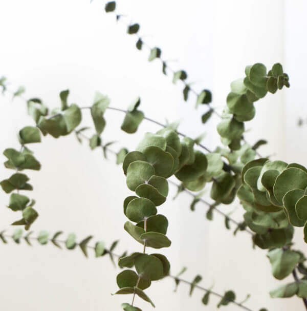 plante verte eucalyptus